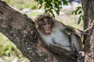 Rhesus macaque (Macaca mulatta) sitting in tree