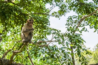 Rhesus macaque (Macaca mulatta) sitting on branch