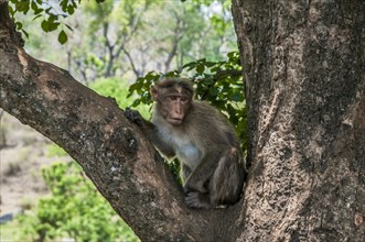 Rhesus macaque (Macaca mulatta) sitting in tree
