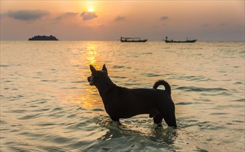 Dog standing in water with boats on sea at sunrise from Koh Tui Beach