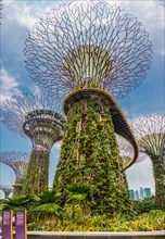Supertree Grove with skyway in the Gardens by the Bay futuristic municipal park