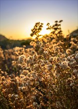 Flowering plants and grasses in back light