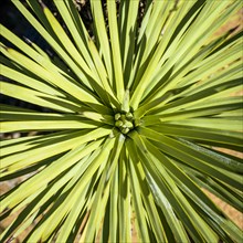 Radiating leaves of a Joshua Tree (Yucca brevifolia) from above