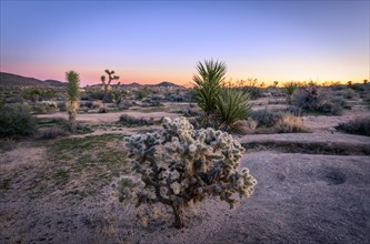 Desert Landscape with Teddy-bear cholla (Cylindropuntia bigelovii) at Sunset