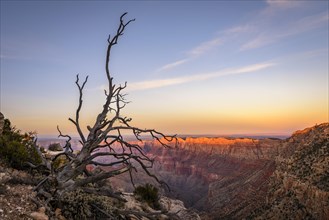 Dead dried tree in front of canyon landscape