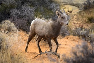 Desert bighorn sheep (Ovis canadensis nelsoni)