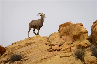 Desert bighorn sheep (Ovis canadensis nelsoni) stands on red sandstone rock
