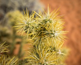 Cholla Cactus (Cylindropuntia bigelovii)