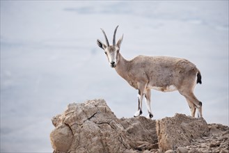 Nubian ibex (Capra nubiana) stands on rock