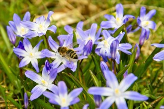 Honey bee (Apis) sucks nectar on flower of Glory-of-the-snow (Chionodoxa) in spring