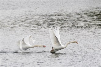 Mute Swan (Cygnus olor) scaring rival from his territory