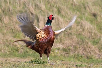 Pheasant (Phasianus colchicus) flapping its wings at the flutter jump