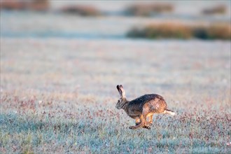 Hare (Lepus europaeus) running over field with morning dew