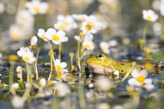 Edible frog (Pelophylax kl. esculentus) in pond amongst white water-crowfoot (Ranunculus aquatilis)