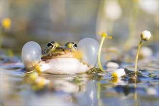 Edible frog (Pelophylax esculentus) in water