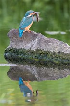 Kingfisher (Alcedo atthis) with a captured fish sitting on stone