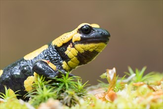 Fire salamander (Salamandra salamandra) in moss
