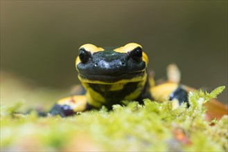 Fire salamander (Salamandra salamandra) in moss