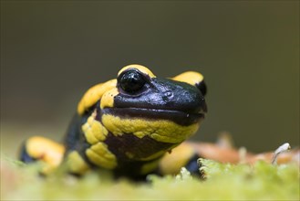 Fire salamander (Salamandra salamandra)