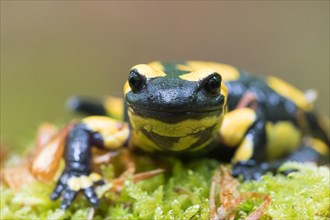 Fire salamander (Salamandra salamandra) in moss