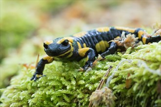 Fire salamander (Salamandra salamandra) in moss