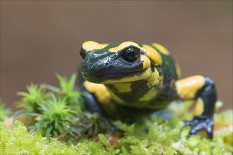 Fire salamander (Salamandra salamandra) in moss