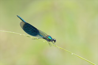 Male banded demoiselle (Calopteryx splendens) on reed stem
