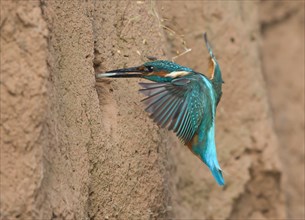 Kingfisher (Alcedo atthis) with fish approaching nest