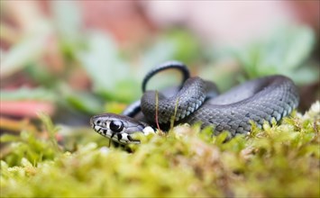 Young grass snake