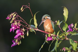 Common kingfisher (Alcedo atthis)