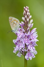 Common blue butterfly (Polyommatus icarus) on Heath spotted orchid (Dactylorhiza maculata)