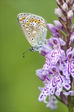 Common blue butterfly (Polyommatus icarus) on Heath spotted orchid (Dactylorhiza maculata)