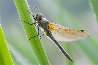 Four-spotted chaser (Libellula quadrimaculata) at reed stem im Morgentau