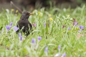 Blackbird (Turdus merula) stands in spring meadow with flowering Crocus (Crocus)