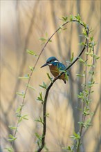 Common kingfisher (Alcedo atthis) sits on willow branch with fresh green