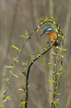 Common kingfisher (Alcedo atthis) sits on willow branch with fresh green