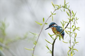 Common kingfisher (Alcedo atthis) sits on willow branch with fresh green