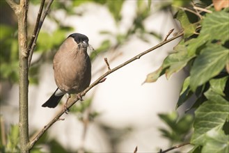 Eurasian bullfinch (Pyrrhula pyrrhula)