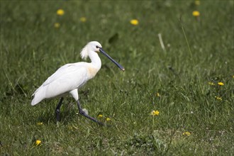 Common spoonbill (Platalea leucorodia) strides in a meadow