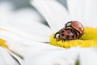 Two Asian lady beetles (Harmonia axyridis) mating on flower of a daisy (Argyranthemum frutescens)