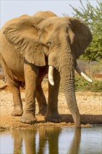 African elephant (Loxodonta africana)