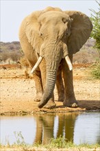 African elephant (Loxodonta africana)