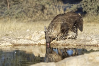 Brown hyena (Hyaena brunnea) drinking at the waterhole