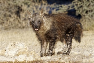 Brown hyena (Hyaena brunnea)