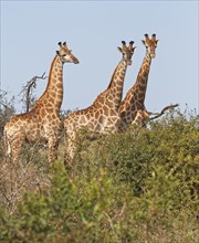 Three Southern giraffes (Giraffa camelopardalis giraffa)