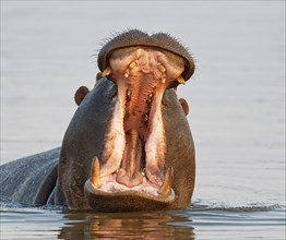 Hippo (Hippopotamus amphibius) in water