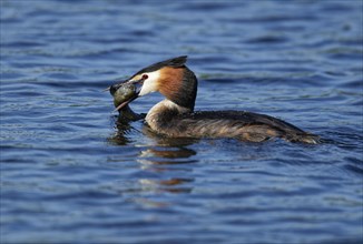 Floating Great crested grebe (Podiceps cristatus) with prey fish