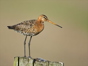 Black-tailed godwit (Limosa limosa) on a fence post with a captured field mouse