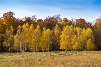 Group of young birch trees in autumn colors