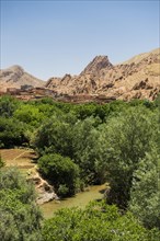 Oasis in Dades Gorge